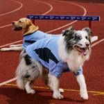 Одежда для собак и дождевики Reebok, зеленый - фото 8