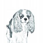 Кавалер-кинг-чарльз-спаниель Карманное зеркальце Inna Marka - фото 2