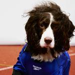 Одежда для собак и дождевики Reebok, красный - фото 3