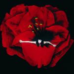 Виниловая пластинка LP Adore - The Smashing Pumpkins - фото