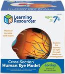 Пенопластовая модель человеческого глаза Learning Resources - фото