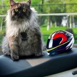 Шлем мотоциклетный PUMEXFE Cat, красный - фото 4