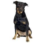 Дуво Плюс Бозал де Каучо Устойчивый и Гибкий Т-XS Duvo Plus - фото 4