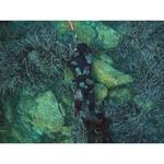 Куртка C4 Carbon Rock Spearfishing 3 mm, черный - фото 3