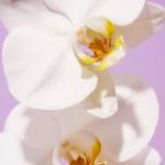 Лосьон для тела Saltair, Island Orchid - фото 3
