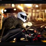 Шлем мотоциклетный Cat PUMEXFE, белый - фото 9