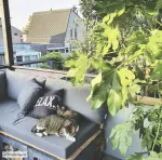 Наволочка Gek op kussens!, черный - фото