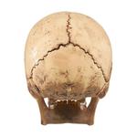 4D Human Skull Hobby Model Trend Based Products Supreme - фото 4