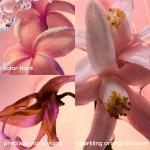 Духи Olympéa solar Paco rabanne, 30 мл - фото 3