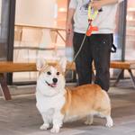 Поводки для собак Disney - фото 6