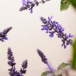 Сыворотка для лица RITUALS Glow Anti-Ageing Serum, 30 ml - фото 5