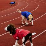 Одежда для собак и дождевики Reebok, красный - фото 7