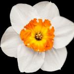 Парфюмированная вода для мужчин, 50 мл Yodeyma, Houston - фото 4