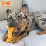 Nylabone Dura Chew Cheese Bone для собак XS Nylabone - фото 2