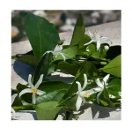 Парфюмированная вода для женщин Devotion Dolce & Gabbana, 50 ml - фото 6