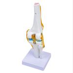 Модель коленного сустава Inna marka - фото 2