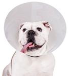 КВП елизаветинский пластиковый ошейник в клетку хС KVP - фото