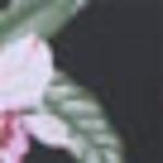 Плавки бикини LASCANA, черный - фото 3