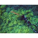 Куртка C4 Carbon Rock Spearfishing 3 mm, черный - фото 4