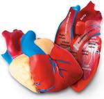 Пенопластовая модель человеческого сердца Learning Resources - фото