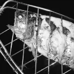 Синтезатор Legion JR. Moth Hunter Mods - фото 2