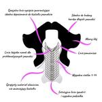 Шаблоны форм для ногтей Molly Lac 500шт алюминий премиум класса - фото 4