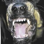 Футболка мужская Givenchy, черный - фото 5