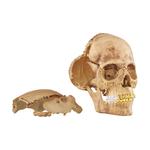 4D Human Skull Hobby Model Trend Based Products Supreme - фото 5