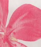 Рубашка Aniston SELECTED, белый - фото 6