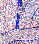 Платье Ariel с цветочным принтом Poupette St Barth, синий - фото 3