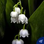 Гель для душа Muschio Bianco 250мл, Azzurra - фото 3