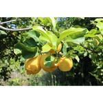 Цитрусовый крем для рук и ногтей Weleda, 50 ml - фото 8