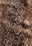 Купальник Next Swimsuit, Brown Snake Print/Brown - фото 6