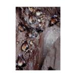 Древесная эссенция 60 мл Bvlgari - фото 5