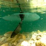 Гибкий речной плавник SUP Quick-Lock 4,7 EISBACH RIDERS, черный - фото 3