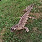 Плюшевая игрушка Creative Lizard Tak Bebe, зеленый - фото 5