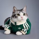Куртка на молнии для собак и кошек Adidas Pet Tracksuit, зеленый - фото 2