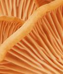 Крем для лица MADARA HIS Face Cream, 50 ml - фото 6