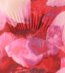 Aniston SELECTED Вечернее платье в красном, темно-красном цвете - фото 6