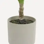 Искусственное растение Heneken El Corte Inglés, зеленый - фото 3