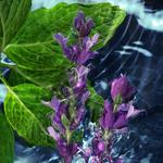 Дезодорант cool water Davidoff, вес 70 гр. - фото 2