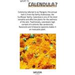 Детское масло календулы 200мл, Weleda - фото 3