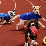 Одежда для собак и дождевики Reebok, синий - фото 5