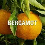 Liz Claiborne Bora Bora for Men 3.4oz EDC спрей - фото 2