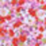 Купальный бралетт LASCANA, Mixed colors - фото 4