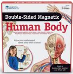 Человеческое тело. Двусторонние магниты Learning Resources - фото