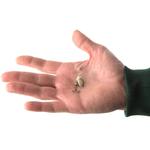 Набор спиннеров Каре новый CAPERLAN, красочный - фото 11