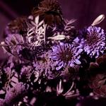 Kolari Vision 39mm UV Bandpass Ultraviolet Photography Lens Filter - фото 4