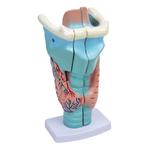 Модель гортани человека - 3D. Inna marka - фото 2
