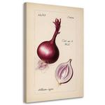 Картина арт-принт KUNSTLOFT Onion, бежевый - фото